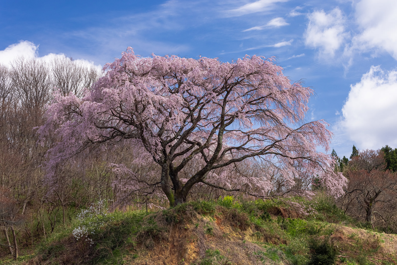 花見にぴったり！桜と楽しむ春限定クラフトビール